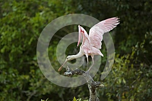 Roseatte Spoonbill, platalea ajaja, Adult in flight, Taking off from Branch, Los Lianos in Venezuela
