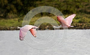 Roseatte Spoonbill, platalea ajaja, Adults in Flight, Los Lianos in Venezuela photo