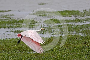 Roseatte Spoonbill, platalea ajaja, Flight above Swamp, Los Lianos in Venezuela photo