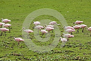 Roseatte Spoonbill, platalea ajaja, Group standing in Swamp, Los Lianos in Venezuela photo