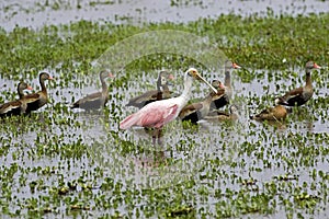 Roseatte Spoonbill, platalea ajaja and Red-Billed Whistling Duck, dendrocygna automnalis, Los Lianos in Venezuela photo