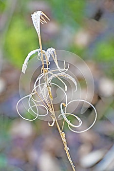 Rosebay willow-herb