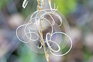 Rosebay willow-herb