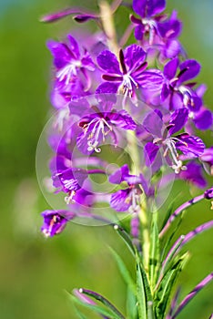 Rosebay willow-herb, Epilobium angustifolium photo