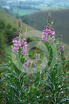 Rosebay willow herbs