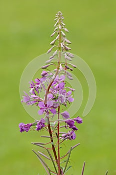 Rosebay Willowherb photo