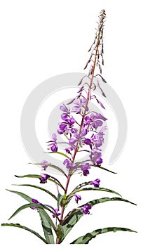 Rosebay Willowherb, Chamerion angustifolium