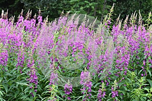 Rosebay willowherb Chamerion angustifolium field