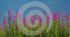 Rosebay Willowherb Chamerion angustifolium in full bloom in summer