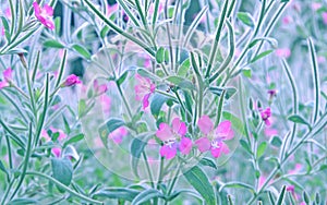 Rosebay Willowherb photo