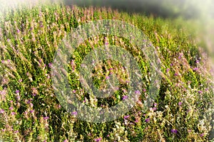 Rosebay Willowherb in England photo