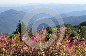 Rosebay willowherb or fireweed, Chamaenerion angustifolium, flowers on a background of Balkan Mountains, Bulgaria