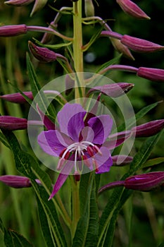 Rosebay Willowherb flower and buds.