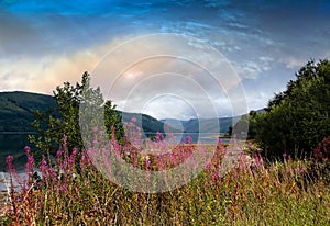 Rosebay Willowherb on Loch Fyne photo