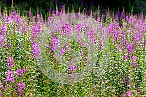Rosebay willowherb on a meadow photo