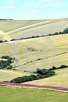 Rosebay Willowherb and South Downs photo