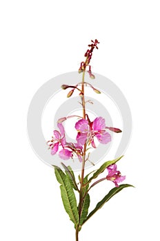 Rosebay willowherb widflower