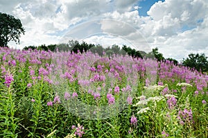 Rosebay Willowherb wildflower
