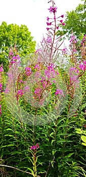 Rosebay willowherb wildplant