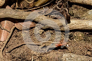 Rosebelly Lizard on Tortuga Island in Costa Rica.