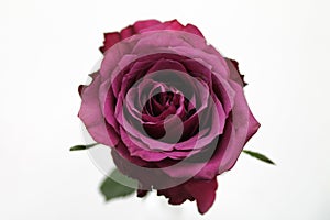 Roseberry Rose Close White Background