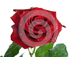 Rosebud photo