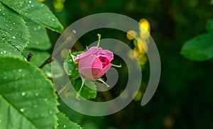 A rosebud on a bush in the park, a flower with sharp needles photo