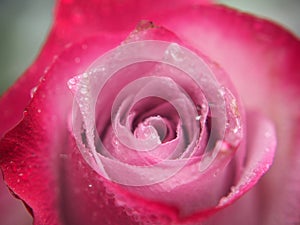 Rosebud close-up. The petals are red, pink and white