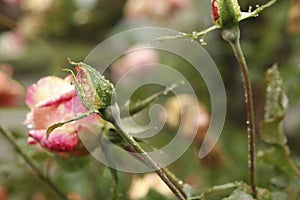 Rosebud, covered with rain drops