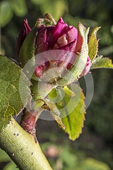 Rosebud. Detail close up. Macro photography
