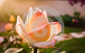 Generative-AI, Rosebud in Sunlight Unfurling for a Romantic Valentine Background photo