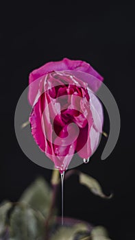 A rosebud mimicking a female vulva. Flower vagina with lubrication on a black background. Close-up. Women`s sexuality, lifestyle