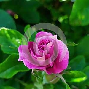 A rosebud by rugosa Hansa.