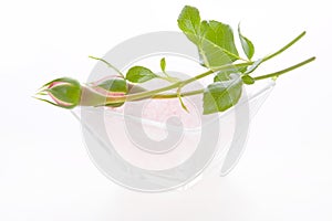 Rosebuds isolated on a white background for spa