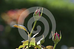 Rosebuds at Merrick Rose Garden