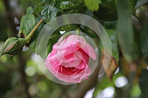 Rosebuds are surrounded by green leaves. Roses branch.