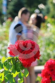 Rosebush also kiss couple photo