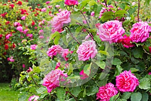 Rosebush photo