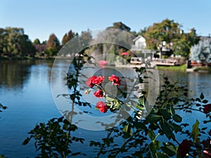 Rosebush with lake and buildings out of focus photo