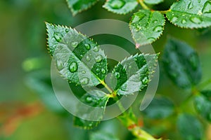 Rosebush leaves with water drops in a rainy day