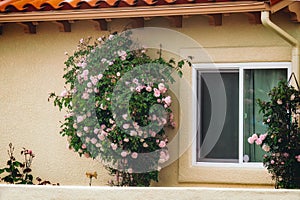 Rosebush near the house. Pink roses in bloom in a beautifully landscaped home garden