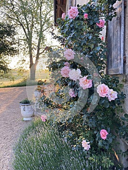 rosebush with pink roses against the wall of an old house with the soft evening light shining trough a tree in the distance