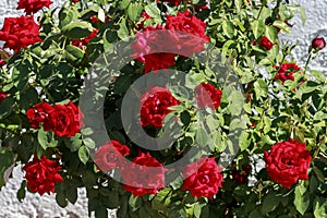 Rosebush with red roses