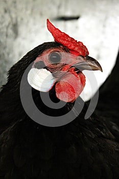 Rosecomb Hen