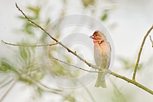 Rosefinch