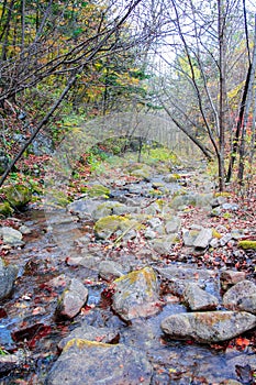 Rosefinch mountain stream