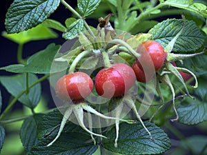 Rosehip