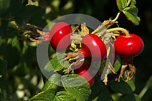 Rosehip photo