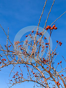 The rosehip, also called rose haw and rose hep photo