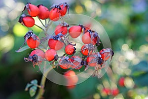 rosehip berries